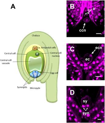 An F-Actin Mega-Cable Is Associated With the Migration of the Sperm Nucleus During the Fertilization of the Polarity-Inverted Central Cell of Agave inaequidens